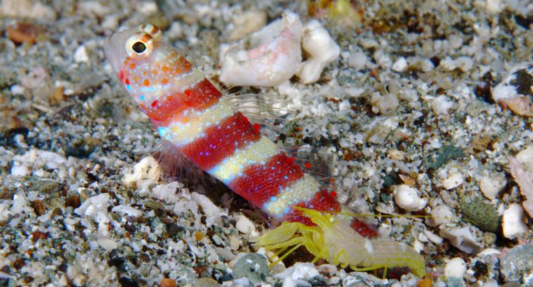 Watchman Wheeler’s Goby