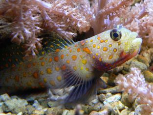 RangeSpotted Shrimp Goby