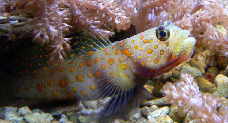 RangeSpotted Shrimp Goby