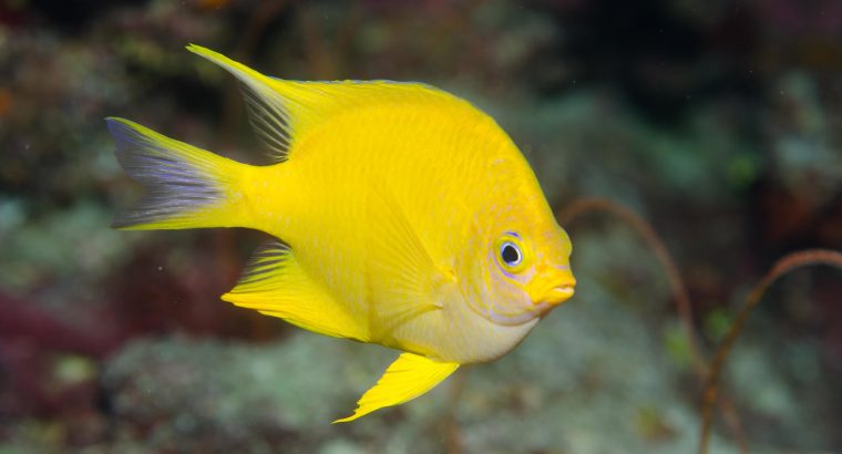 Yellow Damsel