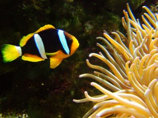 Clarkii Clown