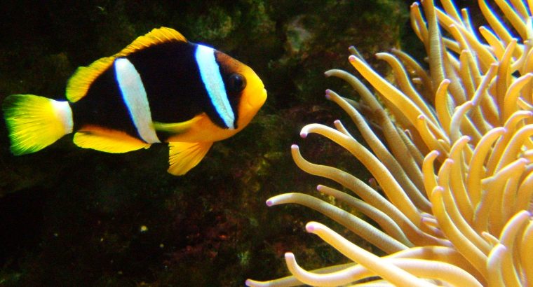 Clarkii Clown