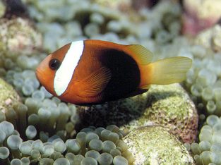 Cinnamon Clown