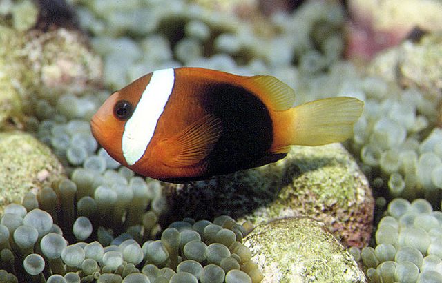 Cinnamon Clown