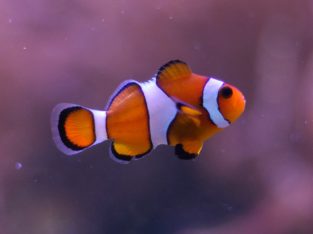 False Ocellaris Clown