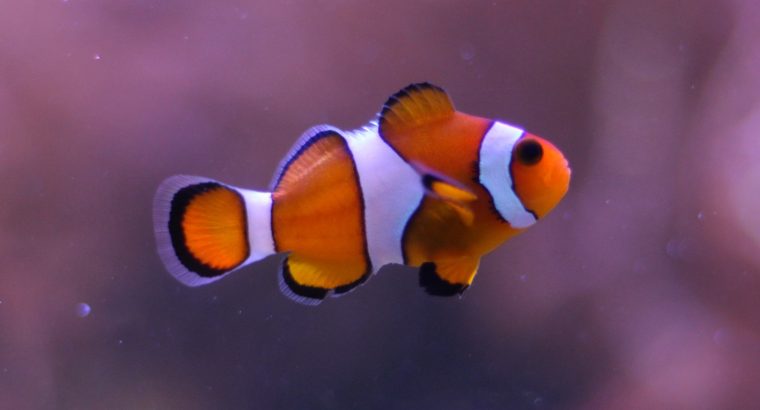 False Ocellaris Clown