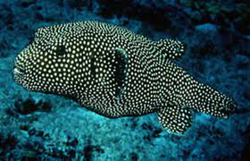 Golden Puffer