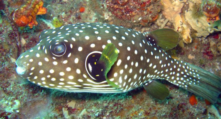 Starry Puffer