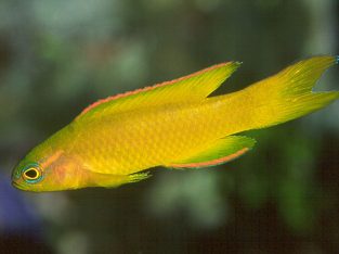 Golden Basslet