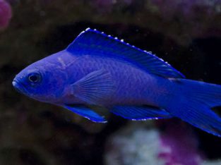 Macneill’s Basslet