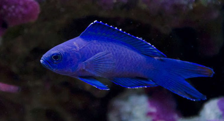 Macneill’s Basslet