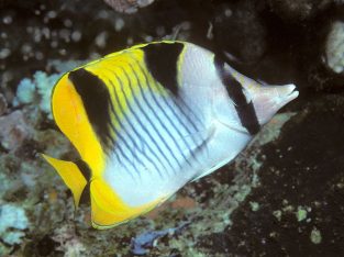 True Falcula Butterfly