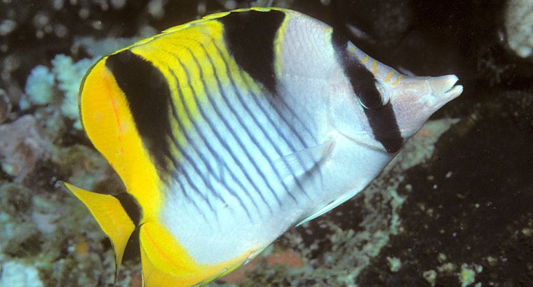 True Falcula Butterfly