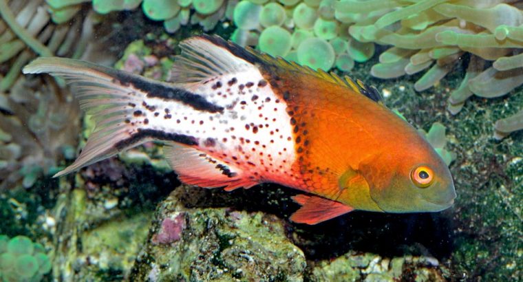 Lyretail Hogfish