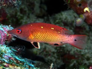 Diana’s Hogfish
