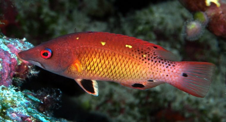 Diana’s Hogfish