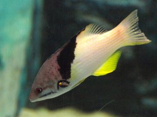 Coral Hogfish