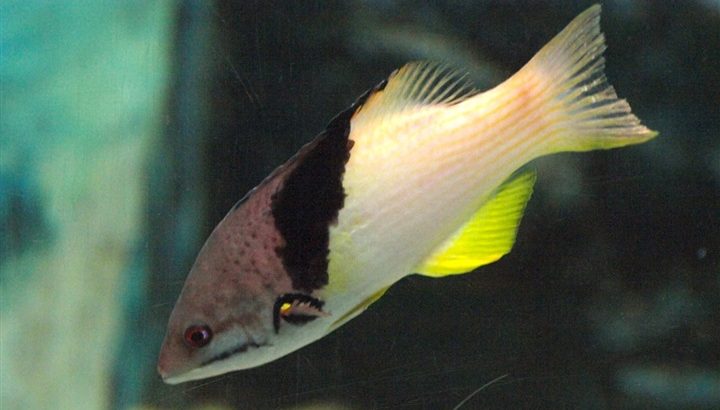 Coral Hogfish