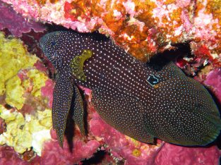 Marine Betta Grouper