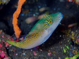Blue Dot Puffer