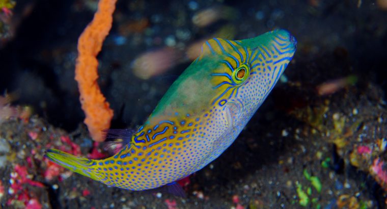 Blue Dot Puffer