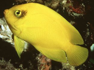 Yellow Angel