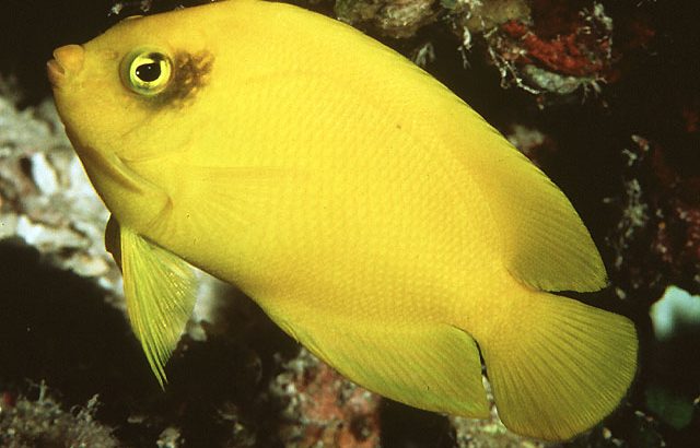 Yellow Angel