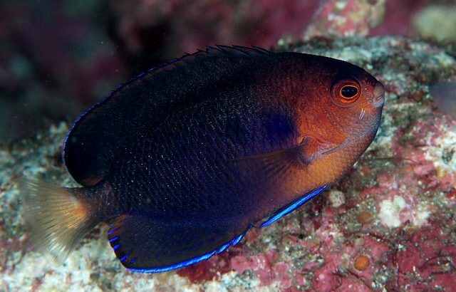 Centropyge fisheri - Singapore Reef Club - Marine Reef saltwater