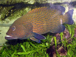 Blue Dot Grouper