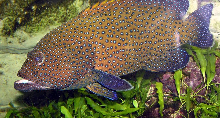 Blue Dot Grouper