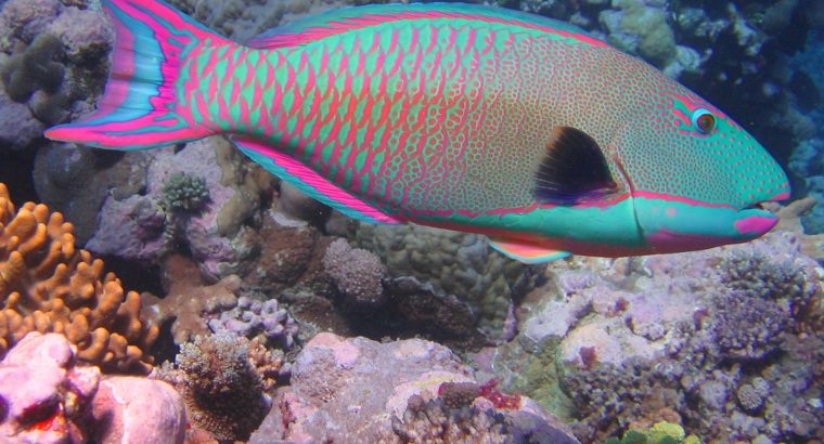 Bicolor Parrotfish