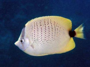Lemon Butterfly