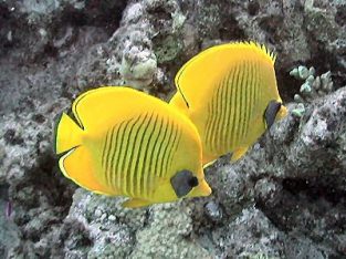 Heniochus (Bannerfish) Butterfly