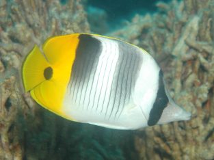 Double Saddle Butterfly