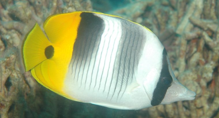 Double Saddle Butterfly