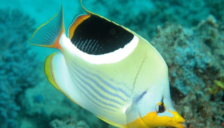 Saddle-Back Butterfly