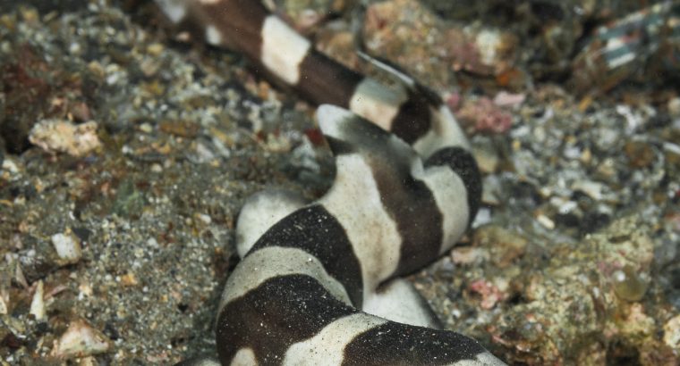 Bamboo Cat Shark