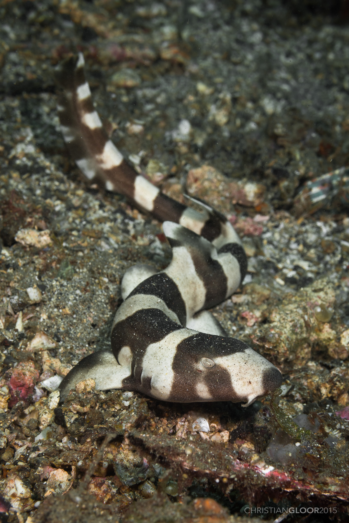 Bamboo Cat Shark Singapore Reef Club Marine Reef saltwater Aquarium