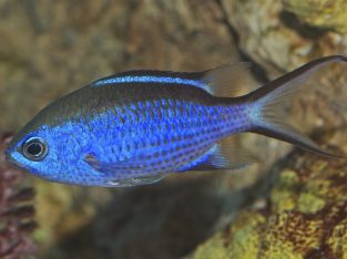 Blue Reef Chromis Damsel