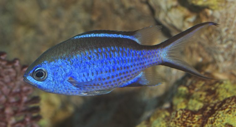Blue Reef Chromis Damsel