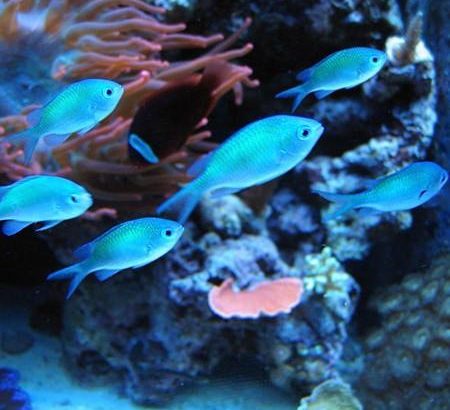 Green Chromis Damsel