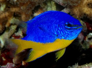 Yellowtail Damsel
