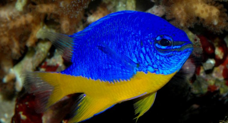 Yellowtail Damsel