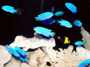 Blue Devil Damsel