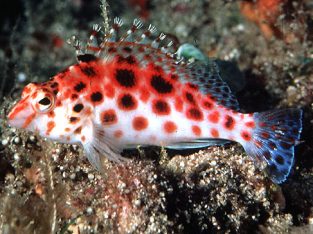 Pixy / Spotted Hawkfish