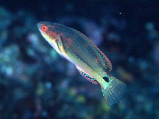 Exquisite Wrasse