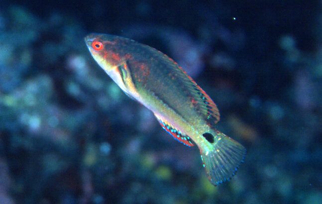 Exquisite Wrasse