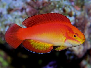 Flame Wrasse (Male)