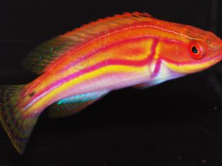 Laboute’s Fairy Wrasse