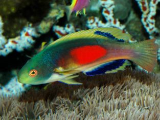 Scott’s Multicolor Wrasse